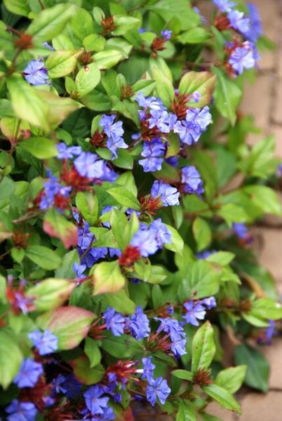 Kriechende Hornnarbe - Ceratostigma plumbaginoides - ↕10-25cm - Ø9cm - 6 Stück