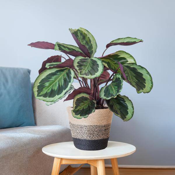 Calathea Medaillon 65cm – Korbmarante Zimmerpflanze Ø21cm im schwarzen Jutekorb Lissabon – tropische Grünpflanze mit dekorativen Blättern
