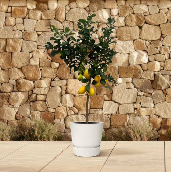 Zitronenbaum – Citrus Lemon – Mediterrane Kübelpflanze für Balkon Terrasse Wintergarten – Ø24cm – ↕150cm