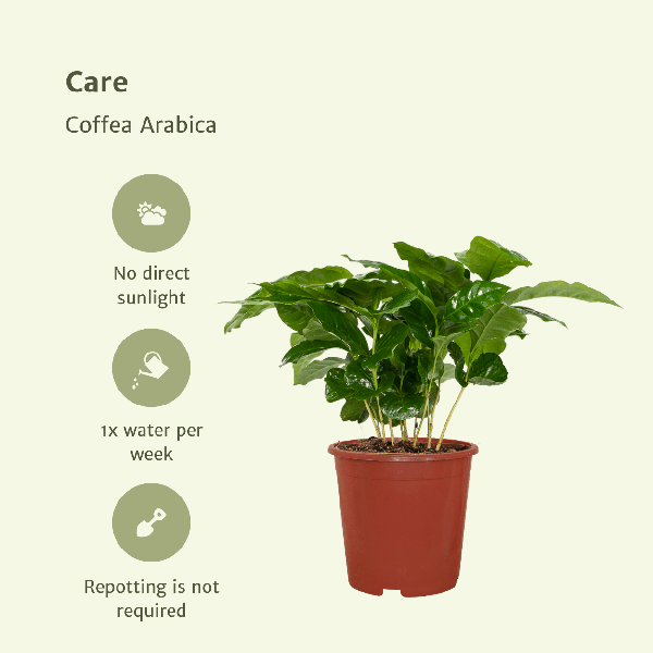 Kaffeepflanze - Coffea Arabica - Zimmerpflanze - Ø12cm - ↕25cm - 2 Stück