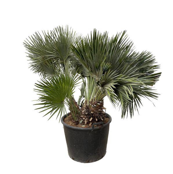 Zwergpalme - Chamaerops Humilis - Zimmerpflanze - 120cm - ø80cm