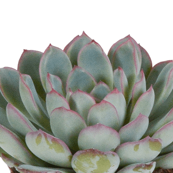 Steinrose - Echeveria-Mischung - 8,5 cm - 3 Stück - Zimmerpflanze - Sukkulente - im weißen Topf