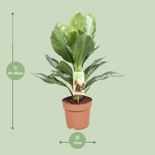 Aglaonema Silver Bay – Chinesisches Immergrün – Ø17cm x H55cm – Pflegeleichte Zimmerpflanze mit silber-grünem Blattmuster – Für Halbschatten  – Ideal für Büro & Zuhause