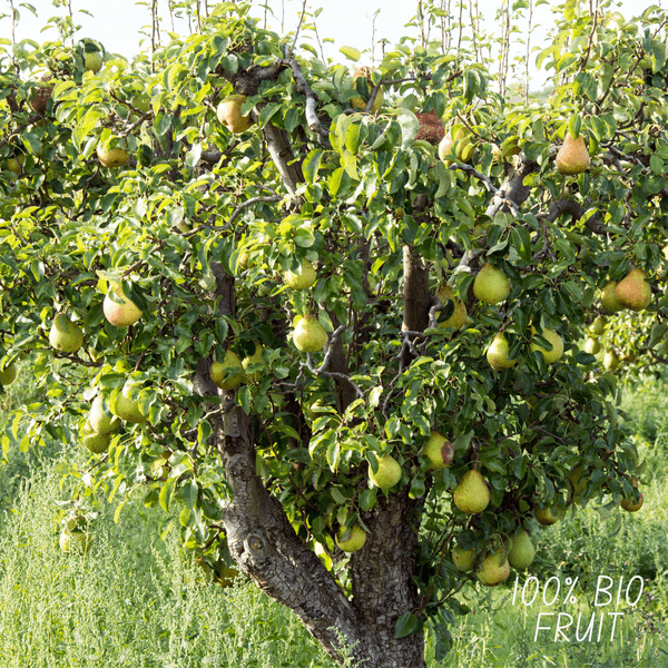 Bio Birnenbaum – Pyrus – Ø20 cm – ca. 60 cm hoch – Obstbaum für Garten & Balkon – pflegeleicht & gesund