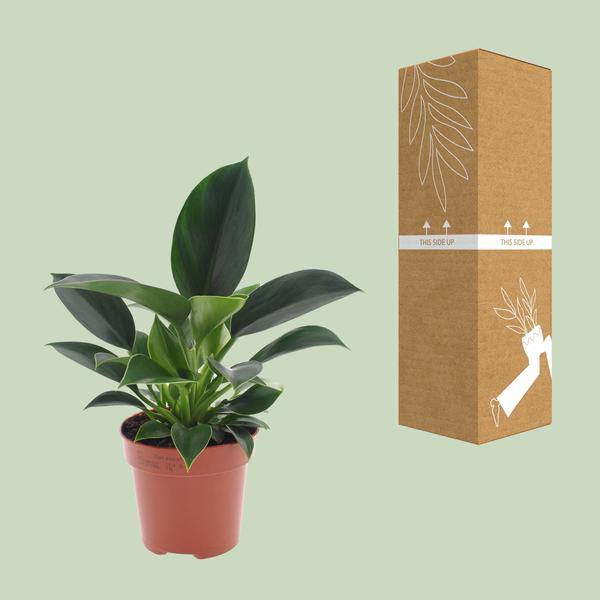 Baumfreund - Philodendron Green Princess - Zimmerpflanze - Ø12cm - ↕25cm