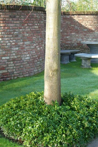 Japanischer Ysander - Pachysandra terminalis - ↕10-25cm - Ø9cm - 40 Stück