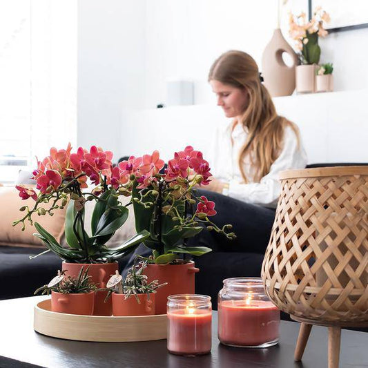 Rote Phalaenopsis Orchideen - Kongo - Topfgröße Ø9cm - blühende Zimmerpflanze - 2 Stück