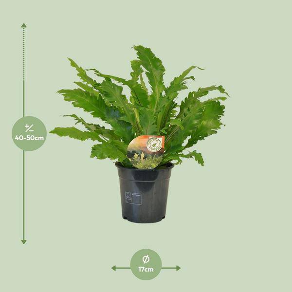 Nestfarn - Asplenium Campio - Zimmerpflanze - Ø17cm - ↕50cm