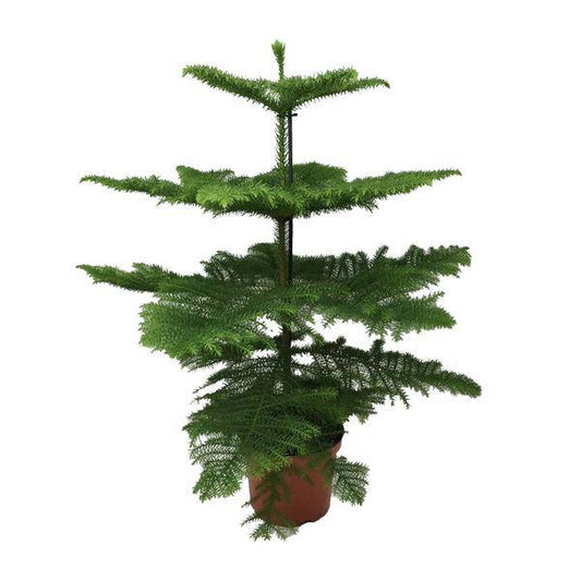 Norfolk-Araukarie (Araucaria Heterophylla) – Zimmerpflanze Ø21cm – 70cm hoch – Luftreinigend, pflegeleicht & dekorativ – Schlankes Design für kleine Räume