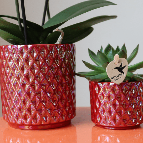 Phalaenopsis Orchidee ‘Congo’ Rot – Zimmerpflanze mit 2–3 Blütenstielen – Im Diamond Pearl Ziertopf Rot Ø9cm – Multiflora-Orchidee für modernes Interieur