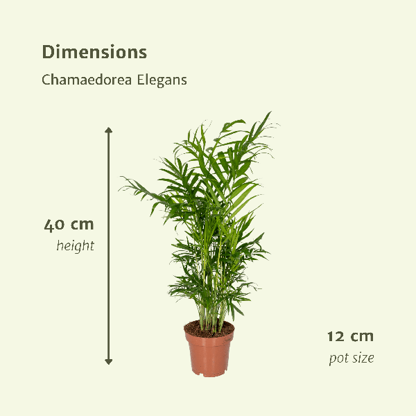 Mexikanische Bergpalme - Chamaedorea Elegans - Zimmerpflanze - Ø12cm - ↕40cm - 2 Stück