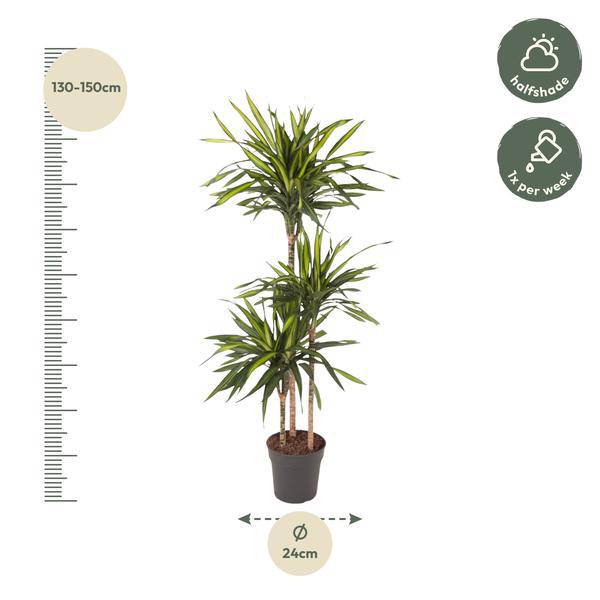 Drachenbaum - Dracaena Riki - Zimmerpflanze - 140cm - ø24cm