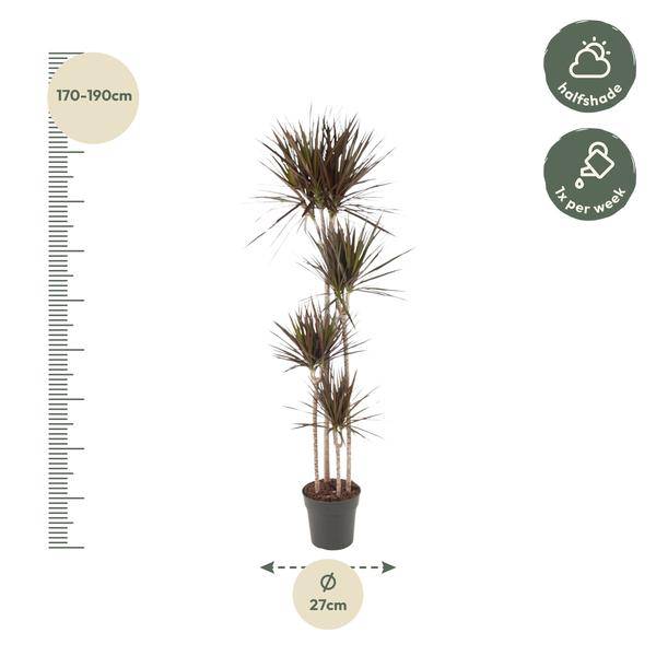 Drachenbaum – Dracaena Magenta 180cm – Ø27cm – Zimmerpflanze mit grünen Blättern & magentafarbenem Rand – Tropische Dekopflanze für Wohnzimmer, Büro & Wintergarten – Pflegeleicht