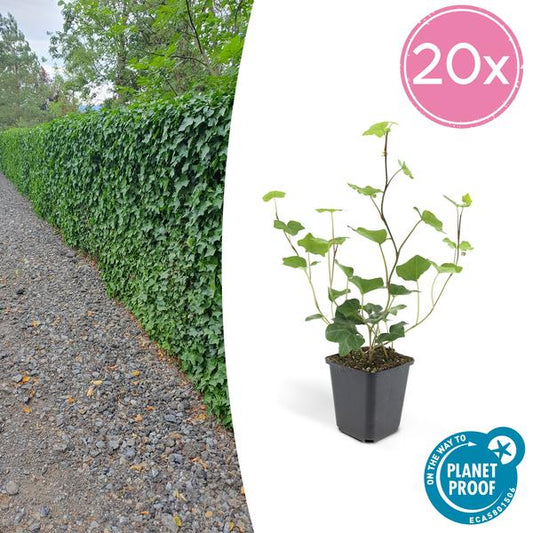 Großblättriger Irischer Efeu Hedera Hibernica – 20 Pflanzen – Kletterpflanze & Bodendecker – pflegeleicht & vielseitig – ↕10-25cm – Ø9cm