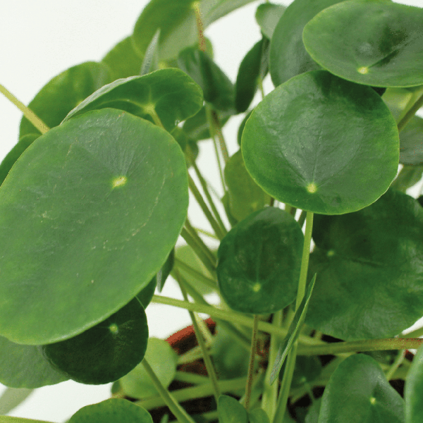 Chinesischer Geldbaum - Pilea Peperomiodes - Pfannkuchenpflanze - Zimmerpflanze - 20cm - ø12cm - 2 Stück