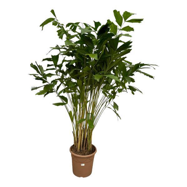 Caryota Mitis – Fischschwanzpalme – Zimmerpflanze ↕210cm – Ø40cm – Tropische Rarität mit gefiederten Blättern – XXL Palme für Wohnzimmer, Wintergarten & Büro