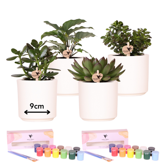 DIY Blumentopf-Bemalset mit Sukkulenten – Malset für 4 Personen – Inkl. 4 Deko-Töpfe, 4 Mini-Sukkulenten, 24 Farben & Pinsel – Kreatives Geschenk-Set