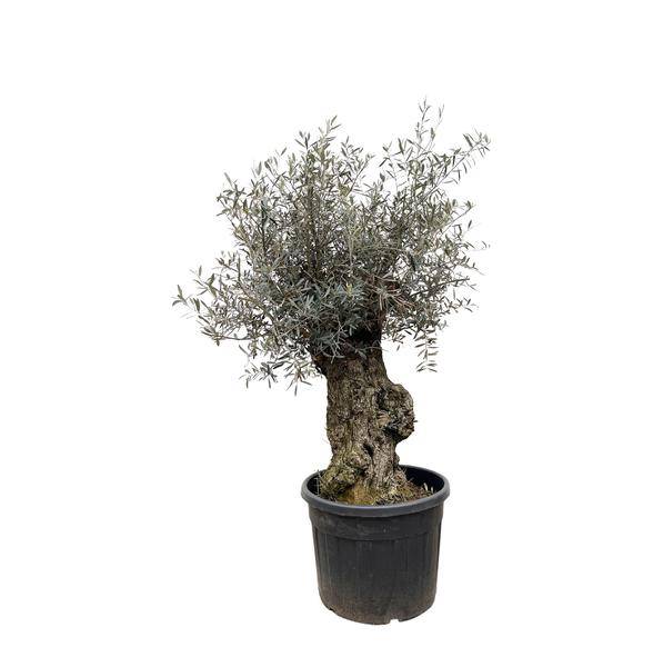 Olivenbaum - Olea Europaea Bonsai - 250cm - Ø65cm