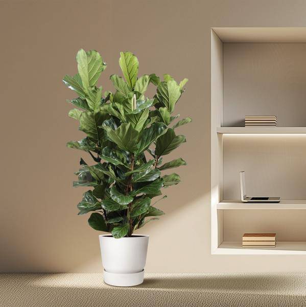 Echte Feige - Ficus Lyrata - 200cm - ø50cm