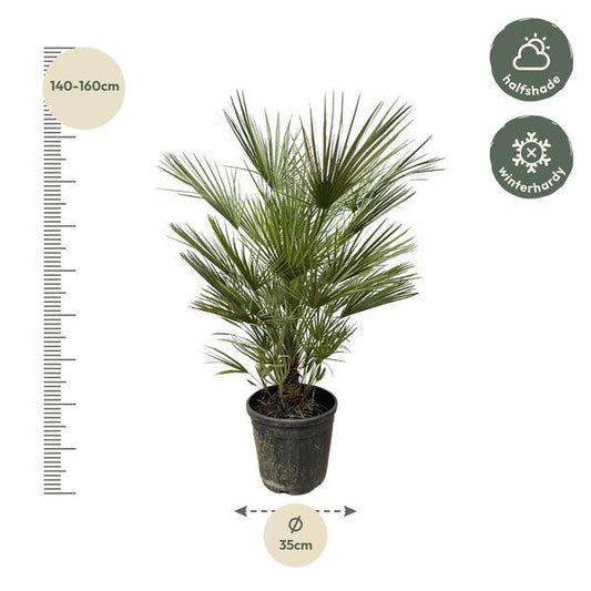 Grüne Zwergpalme – Chamaerops Humilis 150cm – Ø30cm – Europäische frostbeständige Palme – Mediterrane Zimmer- & Gartenpflanze für Innen- und Außenbereiche