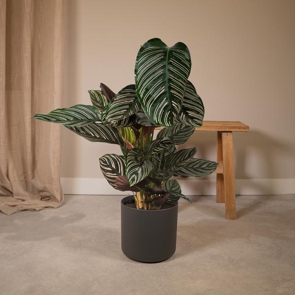 Calathea Ornata – Korbmarante – Zimmerpflanze – Ø19cm x ↕75cm – Dunkelgrüne Blätter mit rosa Streifen – Tropische Pflanze für Wohnräume – Luftreinigend & pflegeleicht