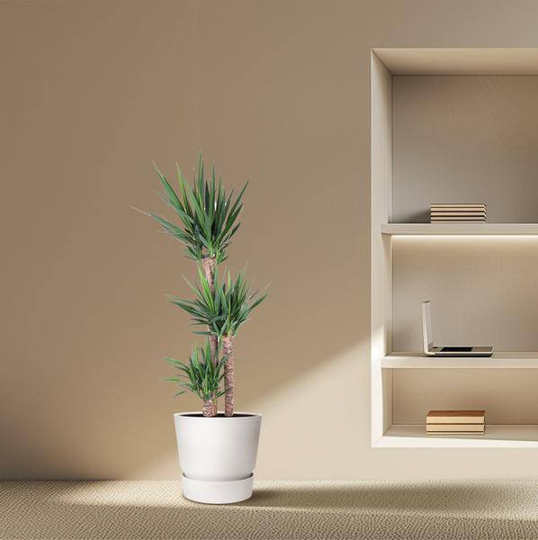 Riesen-Palmlilie - Yucca Elephantipes - Zimmerpflanze - 170cm - ø31cm