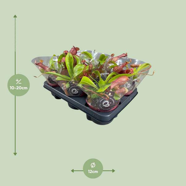 fleischfressende Pflanze - Nepenthes Alata - Zimmerpflanze - Ø12cm - ↕17cm