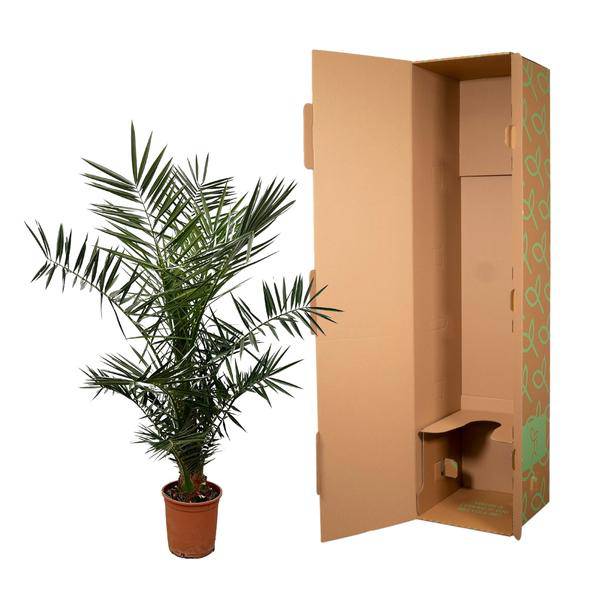 Kanarische Dattelpalme – Phoenix Canariensis – Zimmerpflanze – 130cm – Ø20cm – elegante Palme mit robustem Stamm und fiederförmigen Blättern für Innen- und Außenbereich