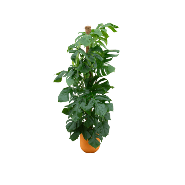 Monstera Pertusum - Fensterblatt - Zimmerpflanze - Ø26cm - ↕150cm + Topf Jazz Gelb