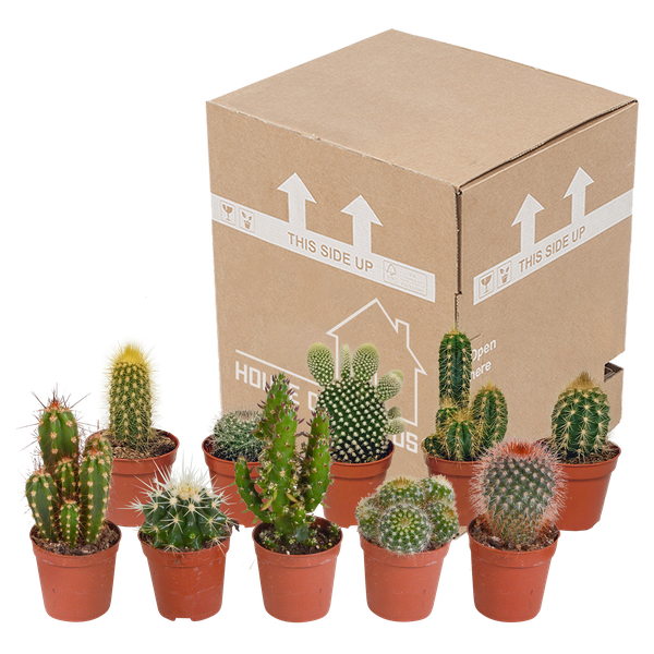 Kakteen - Mix - 5,5 cm - 10 Stück