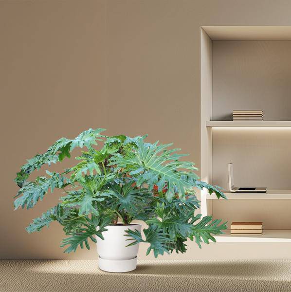 Baumfreund - Philodendron Bipinnatifidum Cum Laude - Zimmerpflanze - 160cm - ø55cm