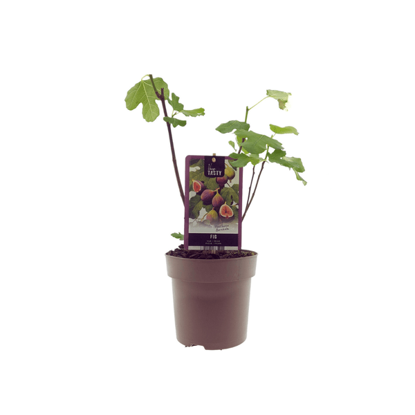 Ficus Brown Turkey – Feigenbaum – Ø15cm – ↕40cm – Pflegeleichter Zimmerfeigenbaum mit großen Blättern – Mediterranes Flair für Innenräume & geschützte Außenbereiche