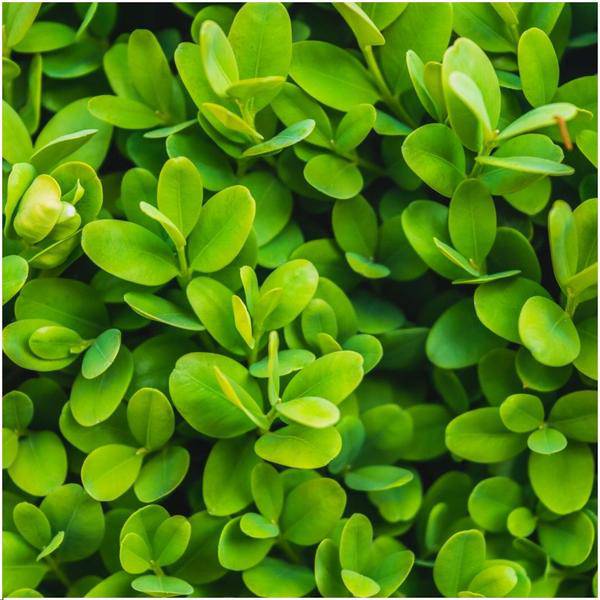 Buchsbaum - Buxus Sempervirens Hecke - 1 Meter - ↕ 20 cm - Ø12 cm - 6 Pflanzen