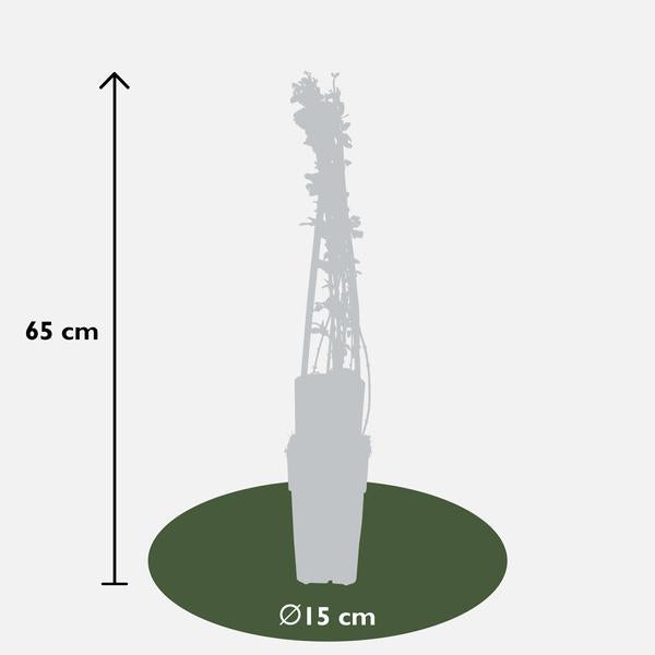 Winter-Jasmin - Jasminum nudiflorum - Ø15cm - ↕65cm