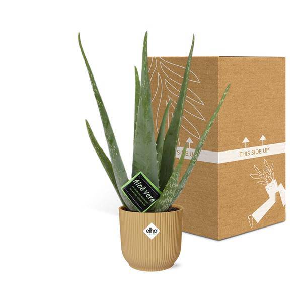 Echte Aloe - Aloe Vera - 12cm - Zimmerpflanze + Topf Vibes Fold 14cm Gelb
