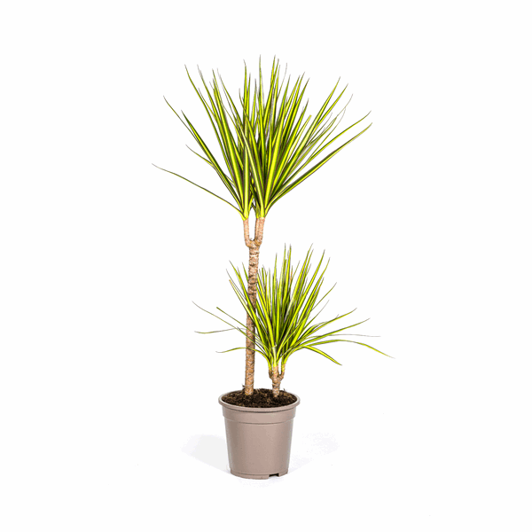 Dracaena Marginata Sonnenstrahl Ø19cm - ↕80-100cm
