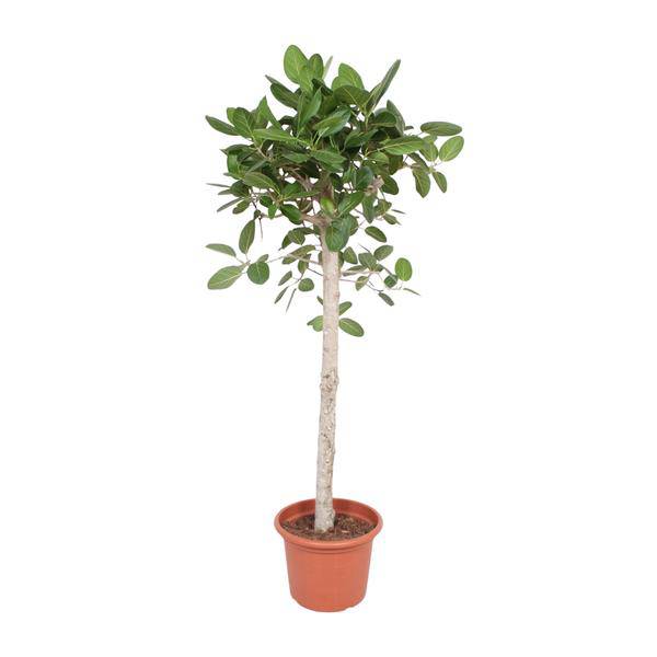 Banyan-Feige - Ficus Benghalensis - 190cm - ø40cm