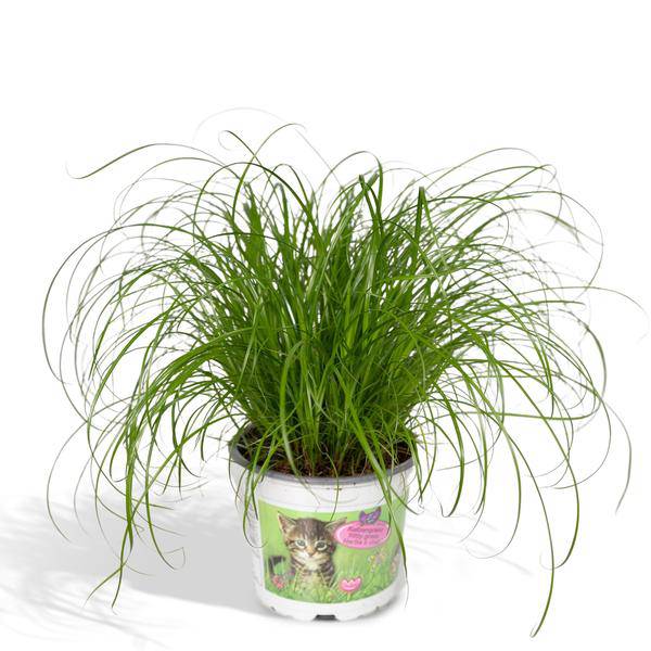 Katzengras – Cyperus alternifolius – Ø12cm x H20cm – Wechselblättriges Zyperngras als Zimmerpflanze – Ungiftig für Katzen – Im Pflanztopf – Direkt aus der Gärtnerei