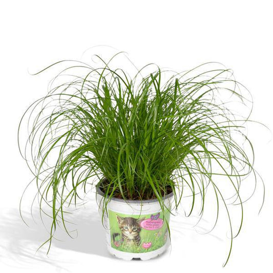 Katzengras – Cyperus alternifolius – Ø12cm x H20cm – Wechselblättriges Zyperngras als Zimmerpflanze – Ungiftig für Katzen – Im Pflanztopf – Direkt aus der Gärtnerei