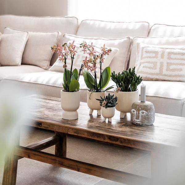 Topf Diabolo Travertin - Ø6cm