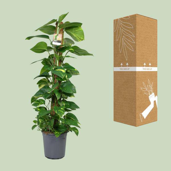 Efeutute Scindapsus Epipremnum – Zimmerpflanze – Ø24 cm Topf – Ca. 120 cm hoch – Pflegeleichte Kletterpflanze mit leuchtend grünem Laub – Ideal für Halbschatten – Fabien Pflanzen