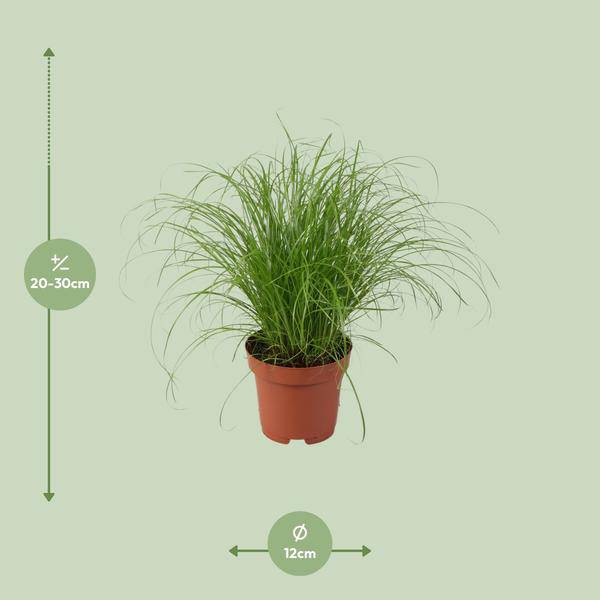 Wechselblättriges Zyperngras - Cyperus Alternifolius Zumula - Zimmerpflanze - Ø12cm - ↕28cm