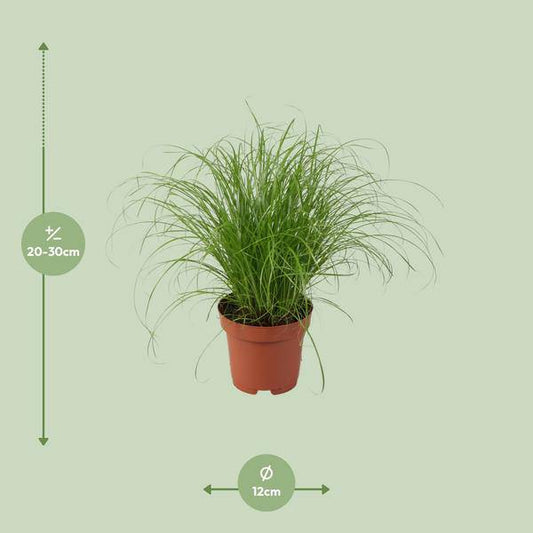 Wechselblättriges Zyperngras - Cyperus Alternifolius Zumula - Zimmerpflanze - Ø12cm - ↕28cm