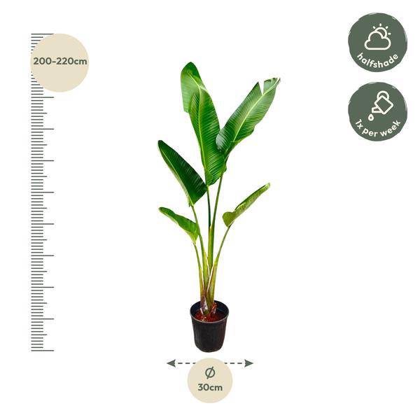 Baum-Strelitzie - Strelitzia Augusta - Zimmerpflanze - 210cm - ø30cm