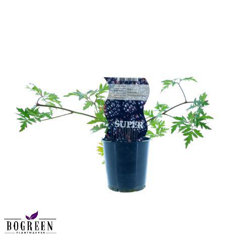 Brombeere - Rubus Dornenloses Immergrün - Dornenlose - Ø12cm - ↕30cm