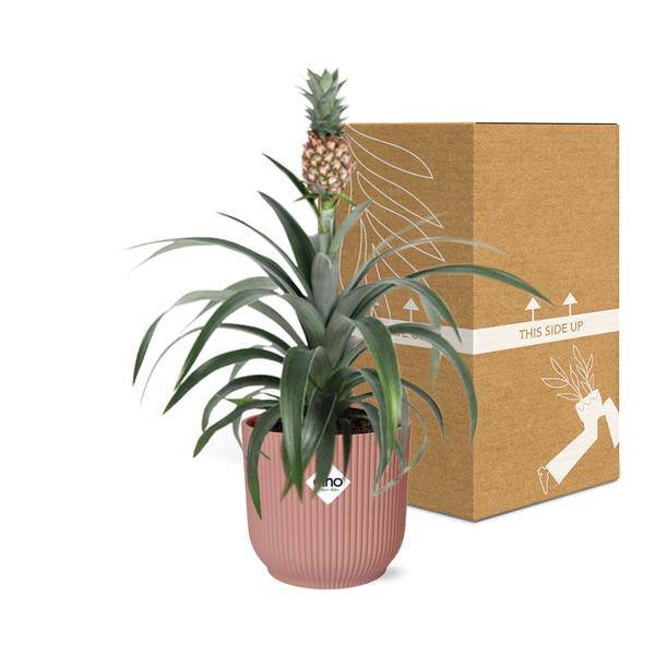 Ananaspflanze Ananas Mi Amigo – Zimmerpflanze inkl. Ziertopf Vibes Fold Rosa Ø14cm – Exotische tropische Pflanze mit dekorativer Frucht – Luftreinigend & pflegeleicht – Für Wohnzimmer & Büro