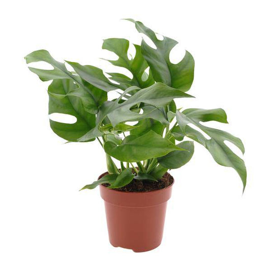 Fensterblatt - Monstera Minima - Zimmerpflanze - Ø12cm - ↕25cm