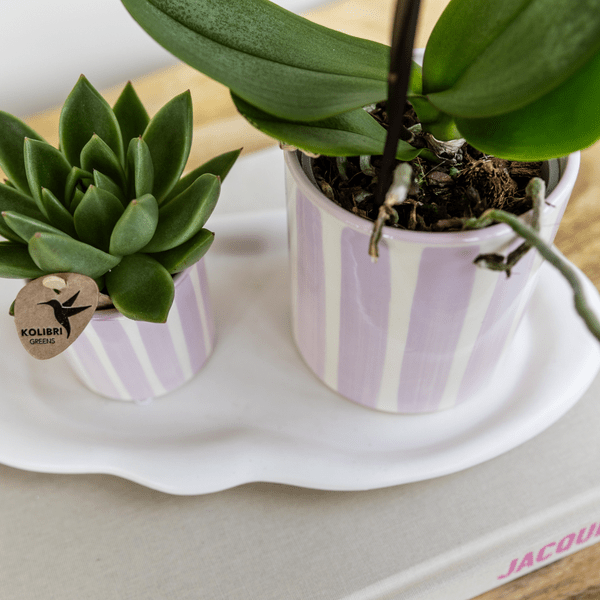 Phalaenopsis Orchidee Portugal Rosa + Painted Stripe Ziertopf Rosa – Ø9cm – Blühende Zimmerpflanze im stylischen Dekotopf – Frische Sommer-Deko