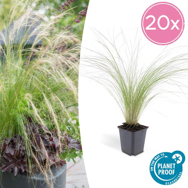 Federgras Stipa tenuissima 'Pferdeschwänze' – 20 Pflanzen – Ziergras 10–25 cm – Ø9 cm – Luftig & Verspielt – Mai–September Blüte – Sonne
