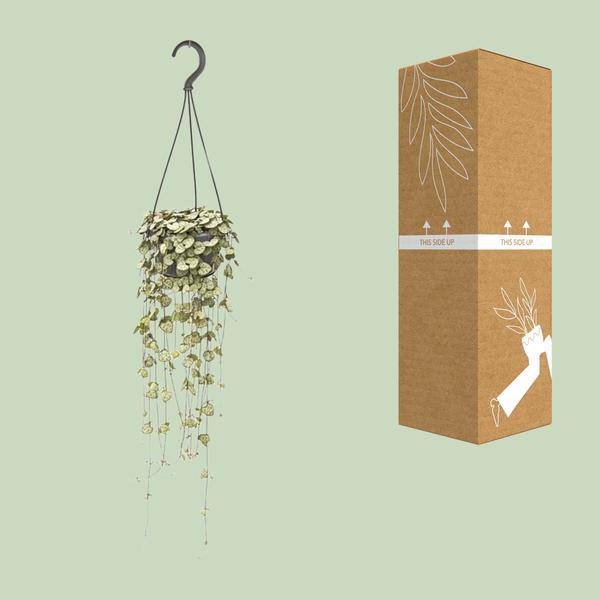 Leuchterblume - Ceropegia Woodii - Zimmerpflanze - Ø14cm - ↕50cm